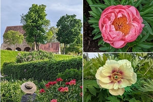 Ein Meer von Blüten in Dunkelrot, Gelb und Weiß und ein Duft, der die Sinne betört. Der Pfingstrosen-Garten in Lorsch ist ein kleines Blumenparadies zum Verweilen und Entschleunigen.